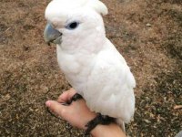 EVCİL DUCORPS KAKADU PAPAĞANIMIZ GÖNDERİM MEVCUT
