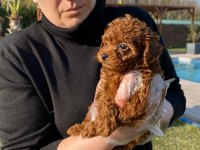 Tea Cup  ORJİNAL Toy Poodle Yavrulari