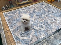 Orjinal Miss Turkey Pomeranian