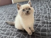 British Shorthair Yavrularım Yuvalarını Bekliyor