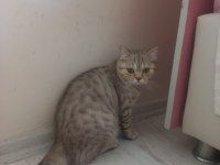 Tarçın 14 aylık kedimiz