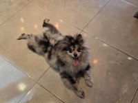 Pomeranian Blue Merle TR TEK