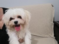Sıfır numara dişi maltese