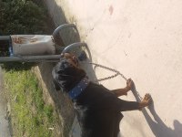Rottweiler uygun dişi