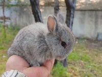 Cüce Bebeklerimiz Hazır