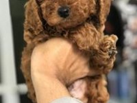 DÜNYA TATLISI POODLE YAVRULARI