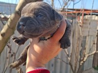 Cane corso yavru köpekler