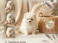 Orijinal pomeranian boo teddy bear teacup