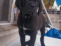 Mükemmel Kalitede FCI KIF A Clas Şecereli Cane Corso Yavru