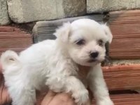 Orijinal terrier yavrular ırk sağlık garantili