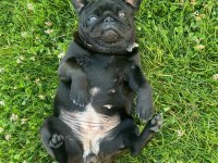 3 Yaşında Dişi Orjinal Pug Mops