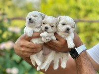 Korea Teacup Maltese Yavrularımız