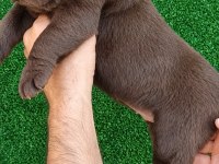 Çikolata Labrador Bebekler
