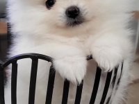 Kar beyazı erkek pomeranian