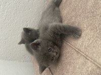 british shorthair 2 tane yavrumuz
