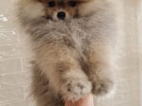 Pomeranian yavru