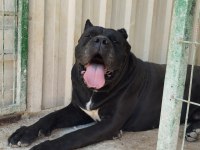 Cane corso yavrularımız çiftliğimızden