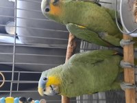 1 yaşında dişi erkek amazon papağanı