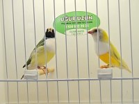 Gouldian finch (gökkuşağı ispinozu)
