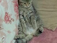 Kırma kedi british