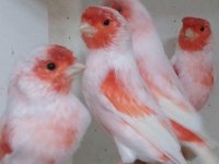Enfes Almozaik Kanaryalar Tip İki