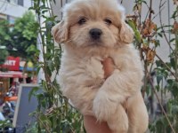 Maltipoo yavrularımız sağlık ve ırk garantilidir