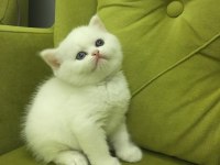 British longhair kız kardeşler