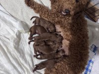Toy Poodle Köpekler