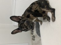 French bulldog 6 aylık dişi