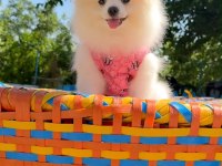 Pomeranian gülen surat