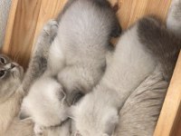 Blue Point British Shorthair Yavrular Yeni Yuvalarını Arıyor