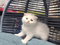 Scottish Fold ve british yavrularımız