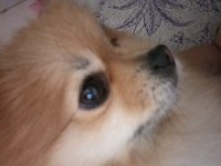 3 aylık pomeranian köpeğimiz