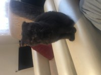 Scottish fold 3 aylık