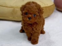 Türkiyenin en iddialı poodle bebeğiyle karşınızdayız