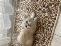 Orjinal show kalite 3 aylık erkek scottish fold yavru