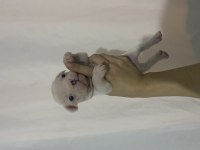 A KALİTE ERKEK YAVRU FRENCH BULLDOG