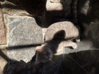 British shorthair 1,5 yaşında