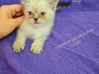 2 aylık bu sevimli scottish fold