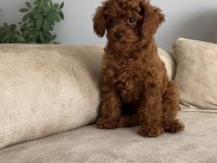 Lekesiz Red Brown 3.5 Aylık Üst Kalite Toy Poodle