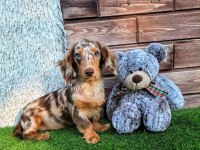Dachshund Yavru