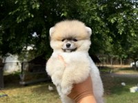 ORANGE POMERANİAN BOO TEDDY FACE