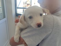 Rus finosu terrier