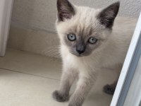 blue point british 4 aylık