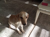 Ücretsiz melez büyümeyen köpeğimiz