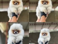 Pomeranian köpeğimiz mersin