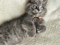 british shorthair erkek yavru