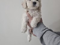 Maltipoo dişi köpeğimiz