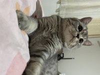 British shorthair 10 aylık