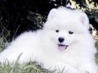 SAMOYED SAFKAN